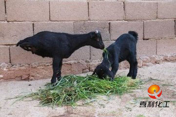 貝塔金屬防銹油廠家要成為“羊堅強”